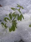 Winter- und Skiurlaub am Lago Maggiore