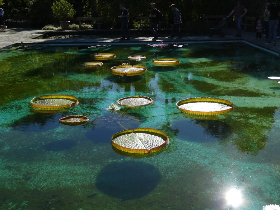 Water lilies in the botanical gardens of Villa Taranto in Verbania, Piedmont, Italy