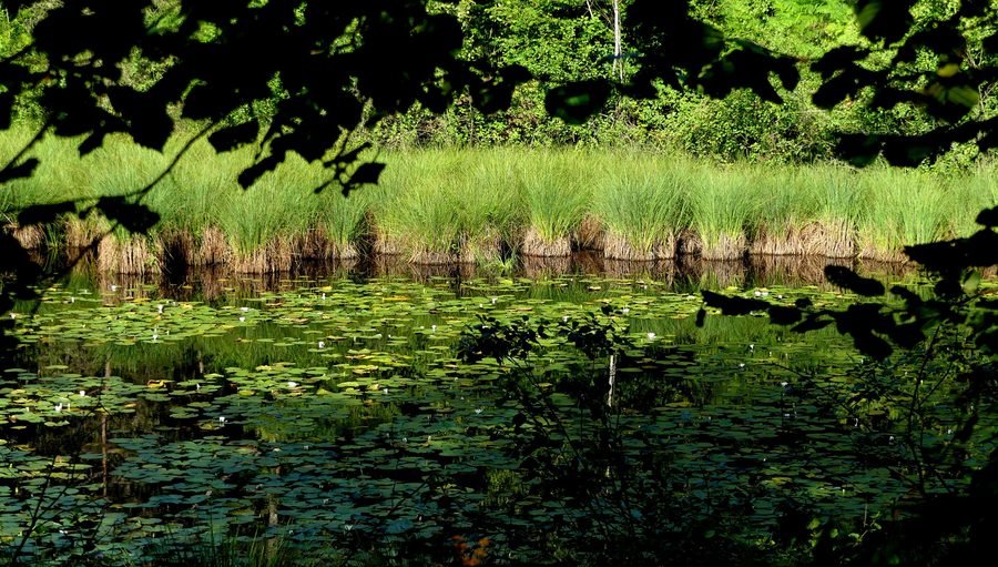 Laghetto della Turbera im Parco dei Lagoni di Mercurago bei Arona