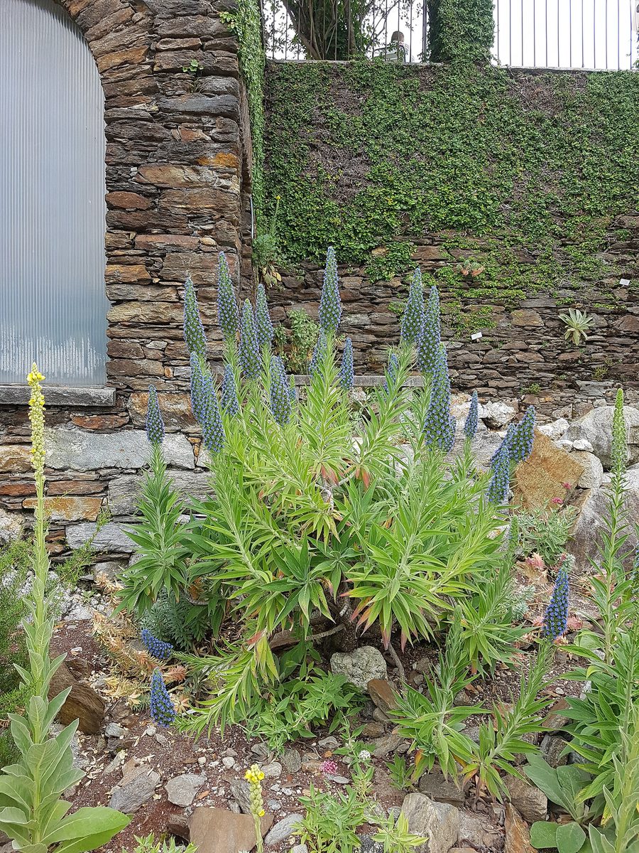 Echium webbii im botanischen Garten der Brissago-Inseln im Tessin